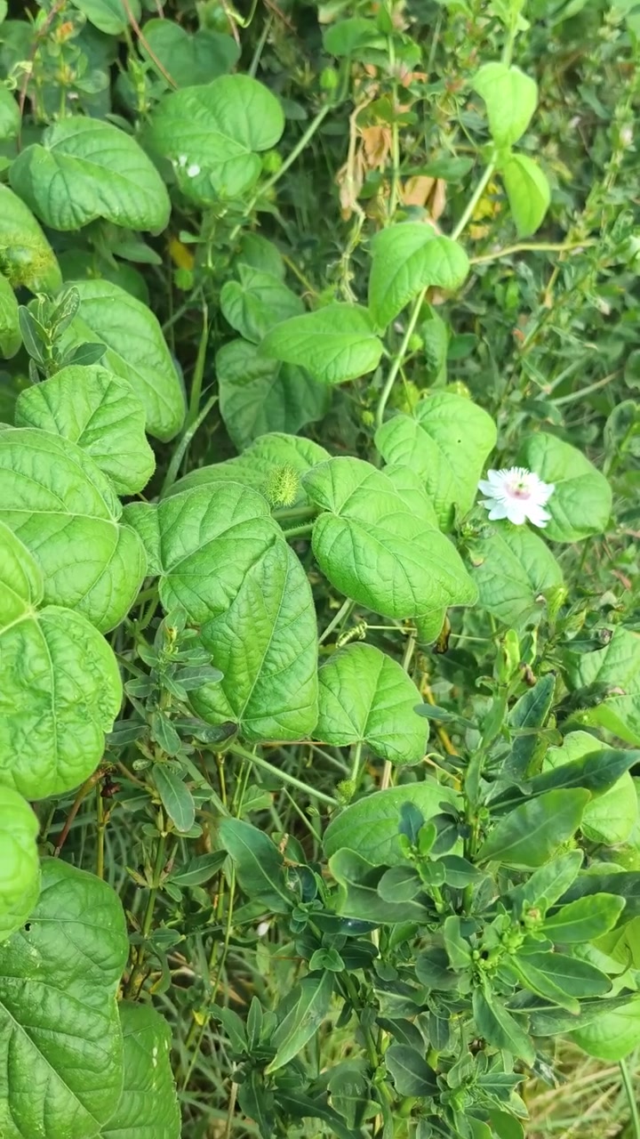 Piccolo fiore bianco che sboccia tra un lussureggiante fogliame verde