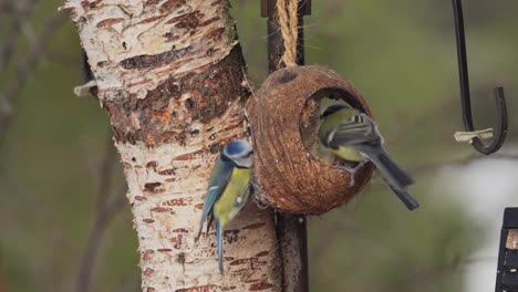 pájaros tit azul euroasiáticos en un alimentador de cáscara de coco en el fondo de la naturaleza