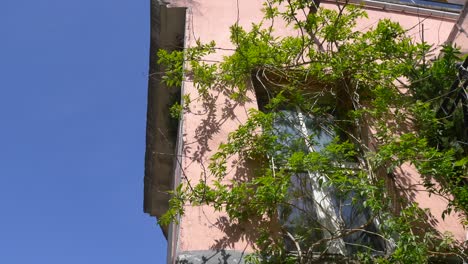 pink building with ivy covered window