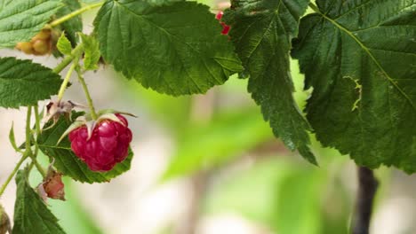 close-up of ripe raspberries on a plant