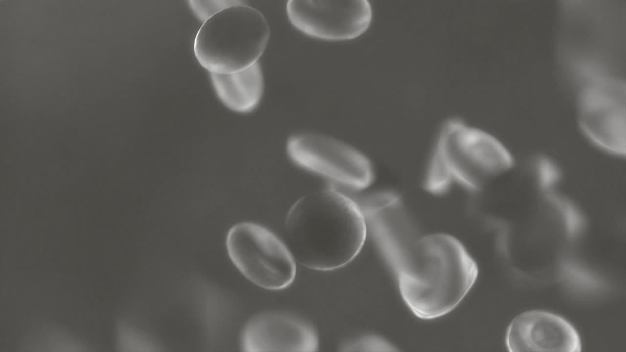 Red blood cells flow | Microscopic close view of blood cells flowing