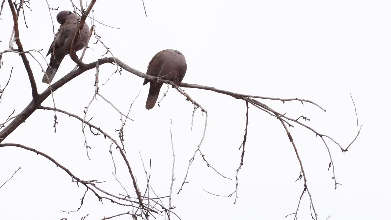 dos palomas de cuello de anillo sentadas en un árbol