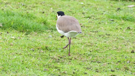 Bird pecking ground, finding worm