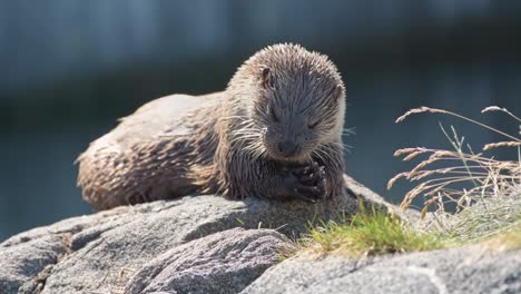 close up view of a wild adult otter eating