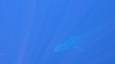 vista submarina del encuentro con una ballena azul nadando en el océano azul profundo con la luz del sol filtrando a través del agua en timor-leste, asia sudeste