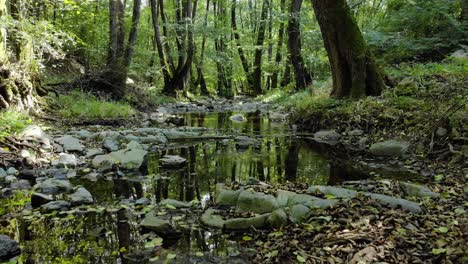 Sehr-Niedrige-Drohnenaufnahmen-Eines-Kleinen-Flusses-Im-Wald,-Langsame-Gerade-Bewegung-Flussabwärts,-Sommerzeit,-Tzarevo,-Bulgarien