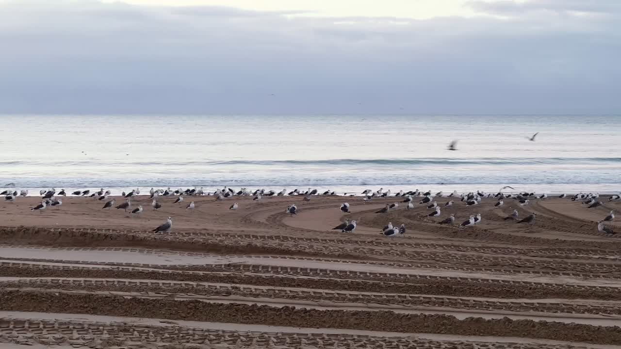 Seagulls are waking up and taking off for the first flight of the day, sunrise on the beach, harmonious overture to the day's unfolding beauty at the sea coastline