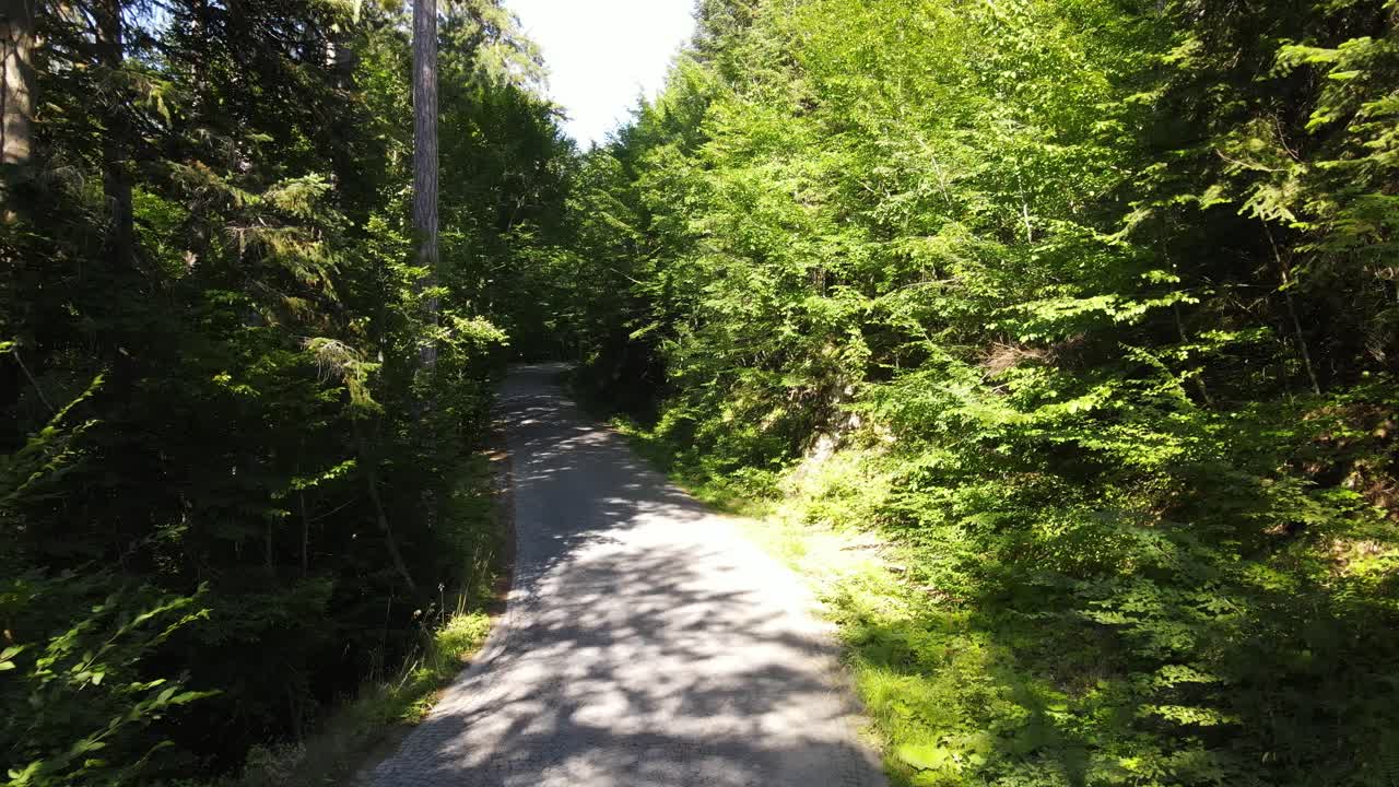 자동차 여행 중간 숲 8