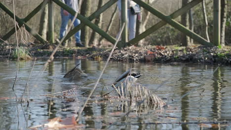 pair of mallards swim and dive in the calm waters of the pond in the forest during sunny day with people walking in the background - static shot in slow motion