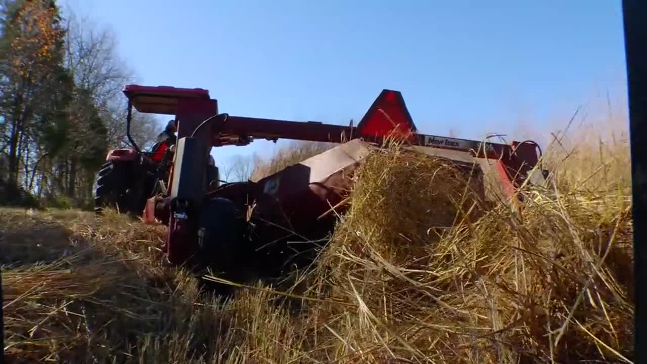 el pasto varilla se cultiva y cosecha como materia prima de biomasa 1