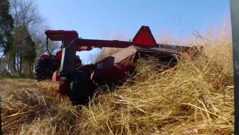 el pasto varilla se cultiva y cosecha como materia prima de biomasa 1