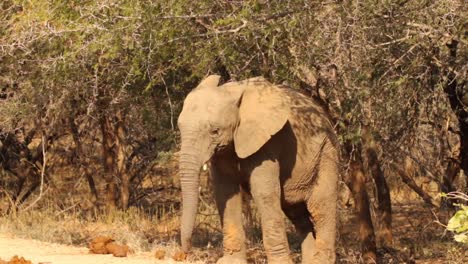 Aufnahmen-Eines-Jungen-Afrikanischen-Elefantenbullen,-Der-In-Einem-Nationalpark-In-Südafrika-Verspielt-Ist