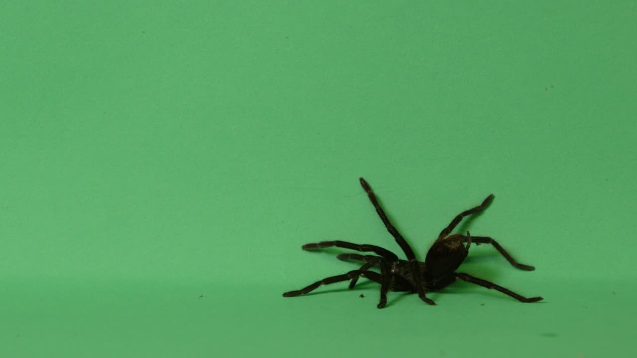 araña tarántula en la pantalla verde