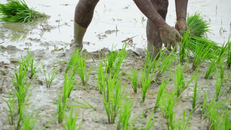 primer plano de manos masculinas plantando árboles de arroz en la granja agrícola