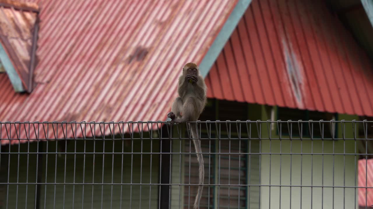 joven macaco comedor de cangrejos, macaco de cola larga, encaramado en la parte superior de la valla metálica en el área de vivienda, sosteniendo y comiendo su precioso coco pequeño y de repente se aleja