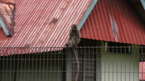 young crab-eating macaque, long-tailed macaque , perched on top of the metal fence in the housing area, holding and eating its precious small coconut and suddenly walk away