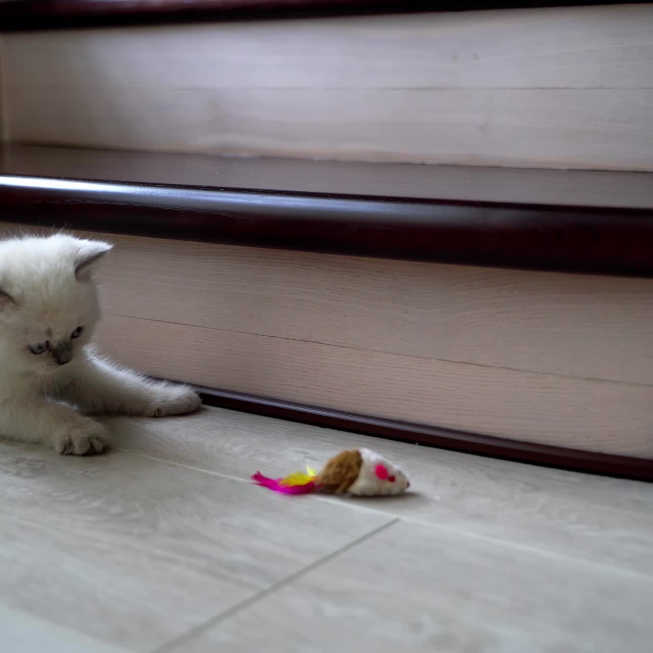 Cat playing with toy mouse