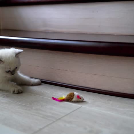 cat playing with toy mouse