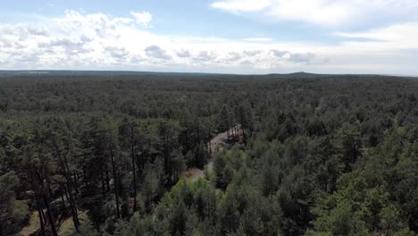 vista aérea del bosque de pinos sereno en el día de verano