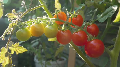 a bunch of ripening tomatoes on a tomato bush in back sunlight