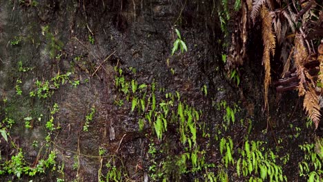 Pequeña-Cascada-Sobre-Una-Piedra-Negra-Llena-De-Plantas-En-El-Parque-Nacional-Alerce-Andino