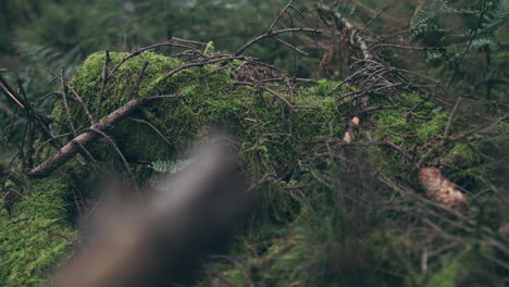 wild-tree-stomp-with-green-moss-and-twigs