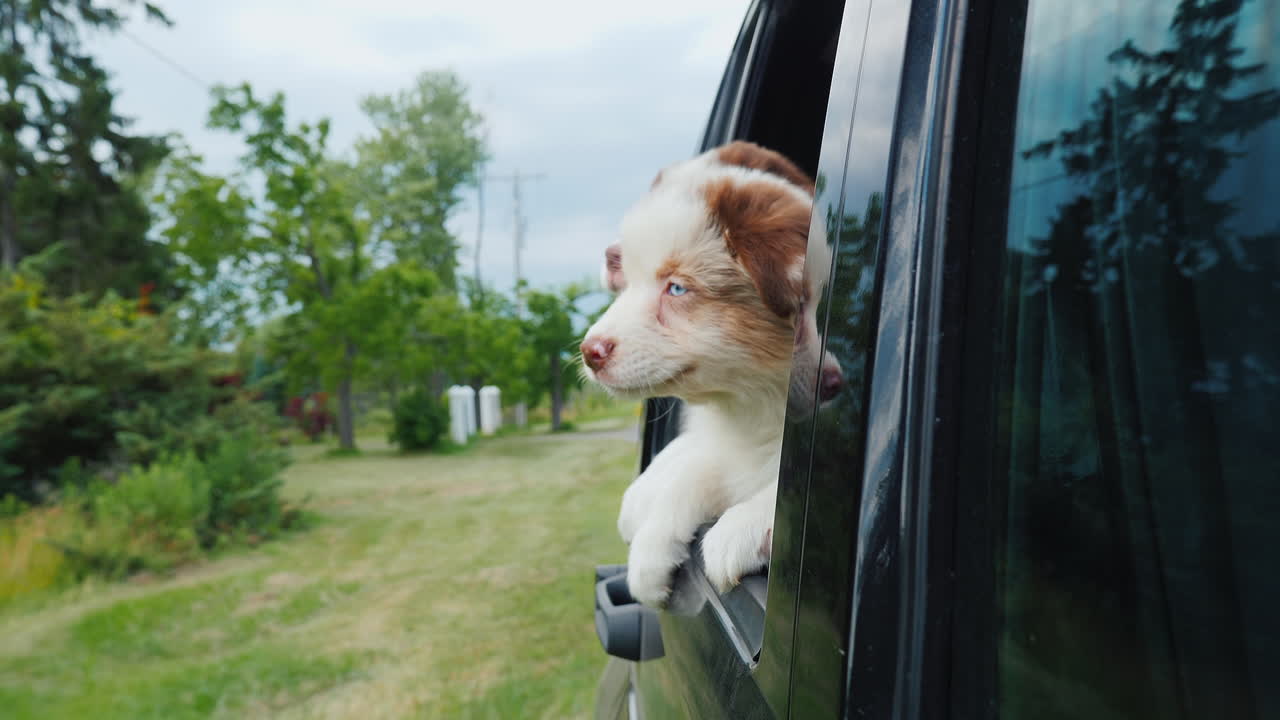 dos perros divertidos se asoman por la ventana de un auto mascotas que viajan