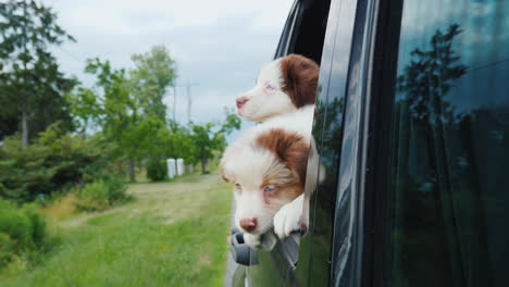 Two-Funny-Dogs-Peek-Out-Of-A-Car-Window-Traveling-Pets