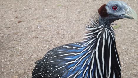 Vulture-Guinea-Fowl-Alone-Stock-Footage