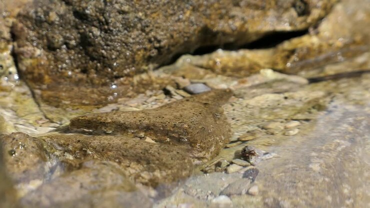 Rockpool shrimps moving in shallow water by the sea, abstract water nature