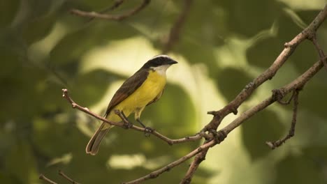 El-Pájaro-Rey-Del-Sofá,-Un-Papamoscas-Tirano-Paseriforme-En-Poca-Profundidad-De-Campo.