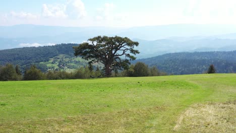 vista aérea del viejo árbol en la cima de la colina sobre el valle, paisaje escénico de serbia en un día soleado de verano, disparo de drones