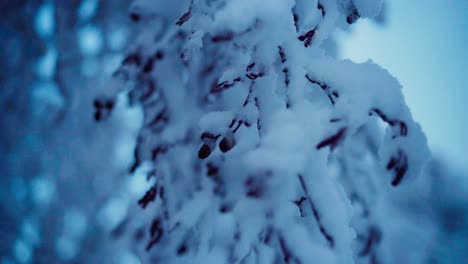 snow-covered branches of trees in winter forest