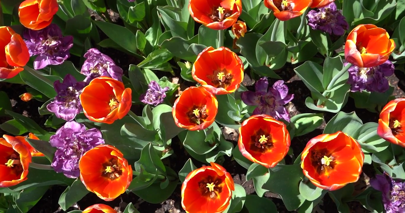 Orange tulipanblomster set ovenfra i Ted Ensley Have i Topeka, Kansas.