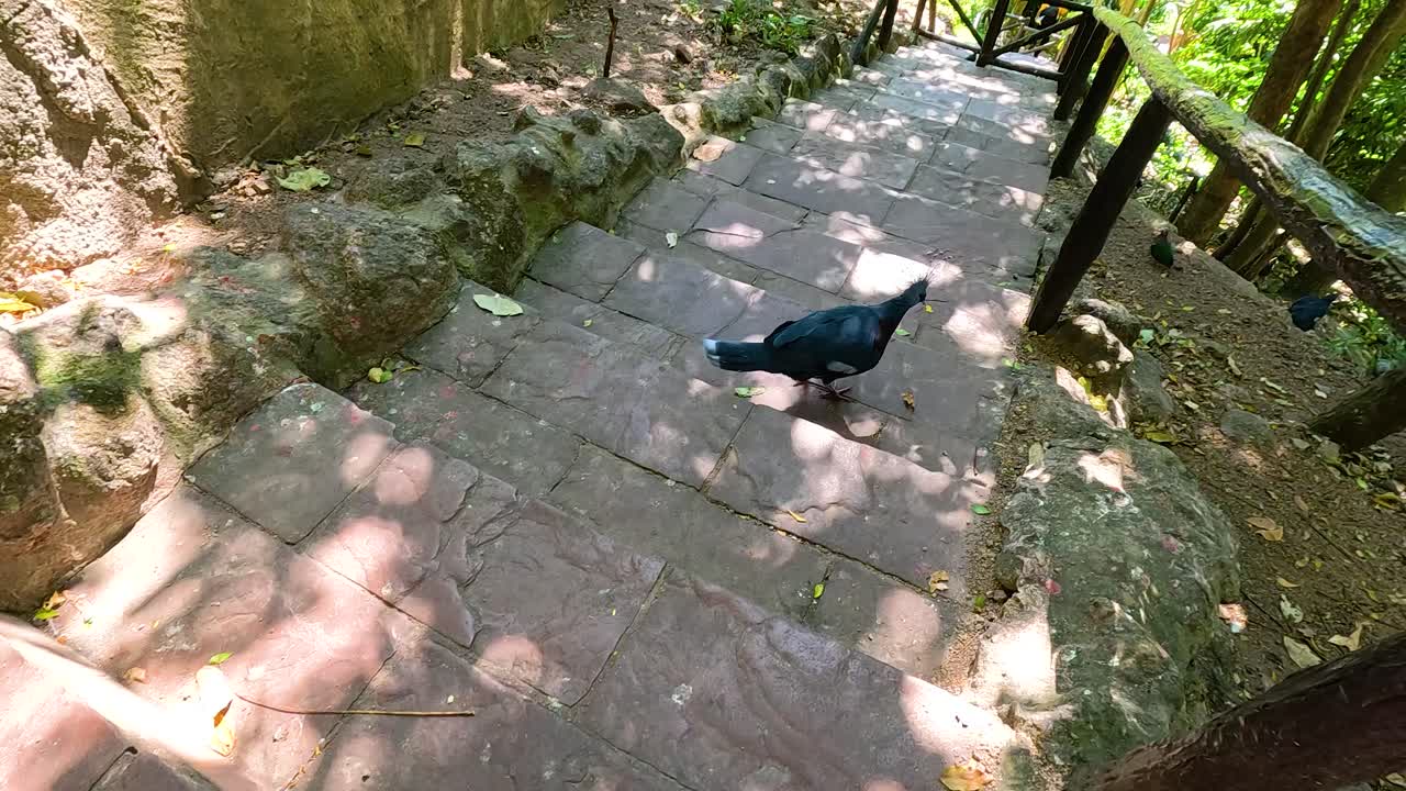 Victoria crowned pigeons roam a shaded zoo path in Chonburi, Thailand. Natural lighting highlights their vibrant plumage and serene environment