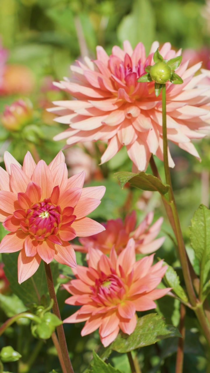 Sekelompok Bunga Dahlia Pinnata Merah Muda-Oranye Bergoyang Lembut di Luar Ruangan di Bawah Sinar Matahari Alami yang Cerah