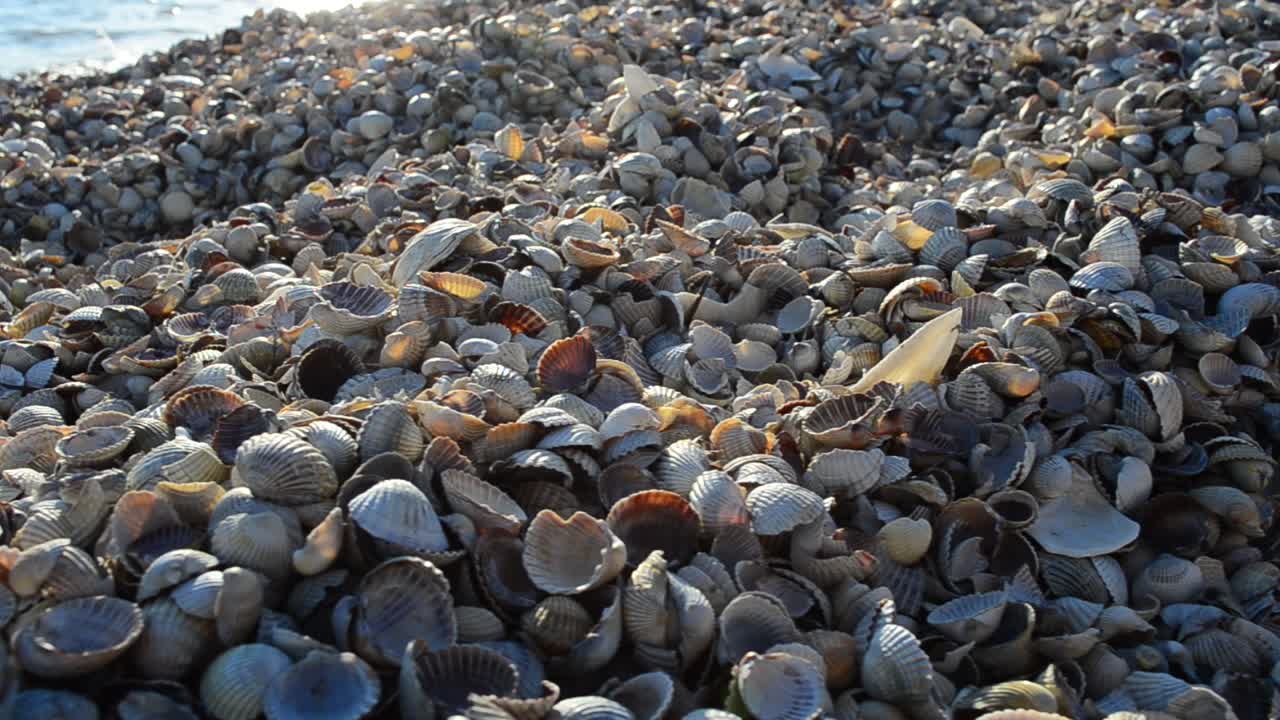 Conchiglie di cuore a riva. Conchiglie di cuore e mare