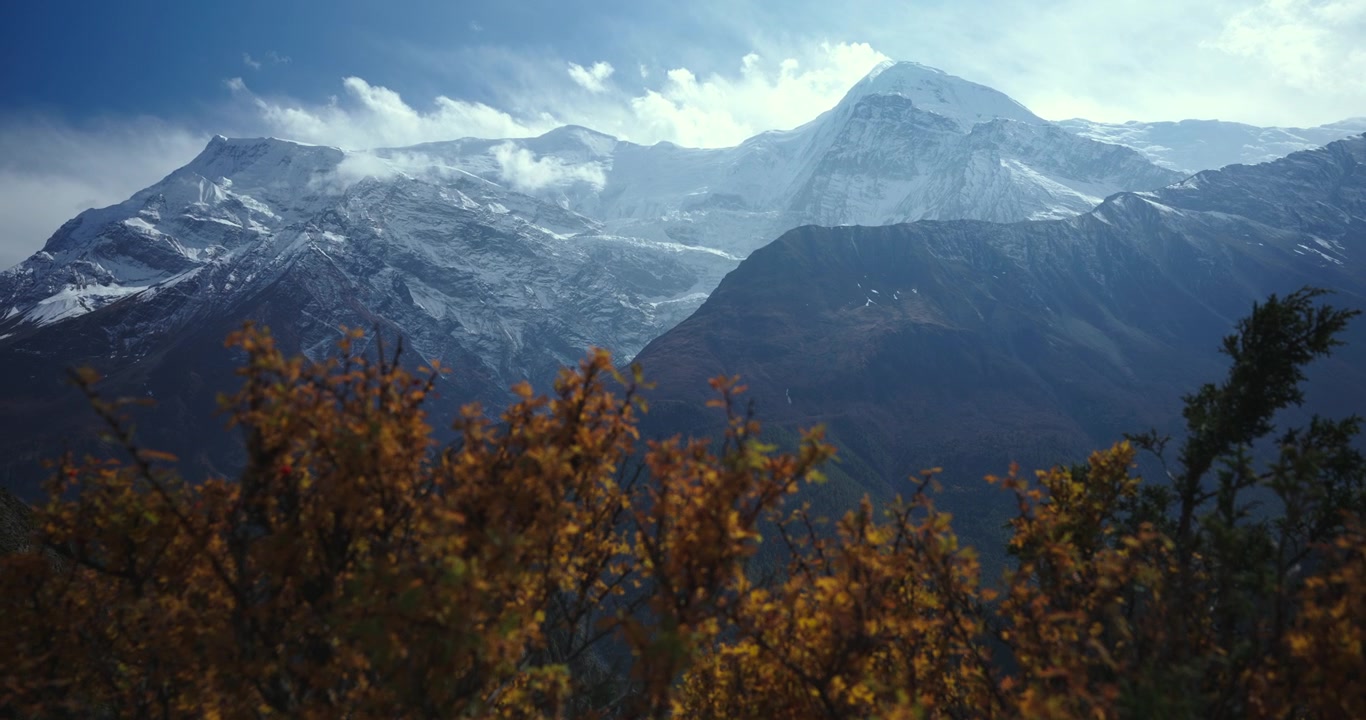 Manang, Nepal, ampia inquadratura paesaggistica di imponenti cime montuose dell'Himalaya incorniciate dal fogliame autunnale dorato lungo il Circuito dell'Annapurna