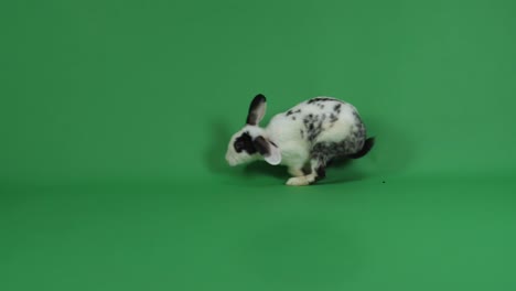 black and white rabbit on green screen