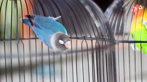 Un-Par-De-Pájaros-Del-Amor-En-Una-Jaula,-Pájaros-Del-Amor,-Pájaros-De-Compañía-Verdes-Y-Azules