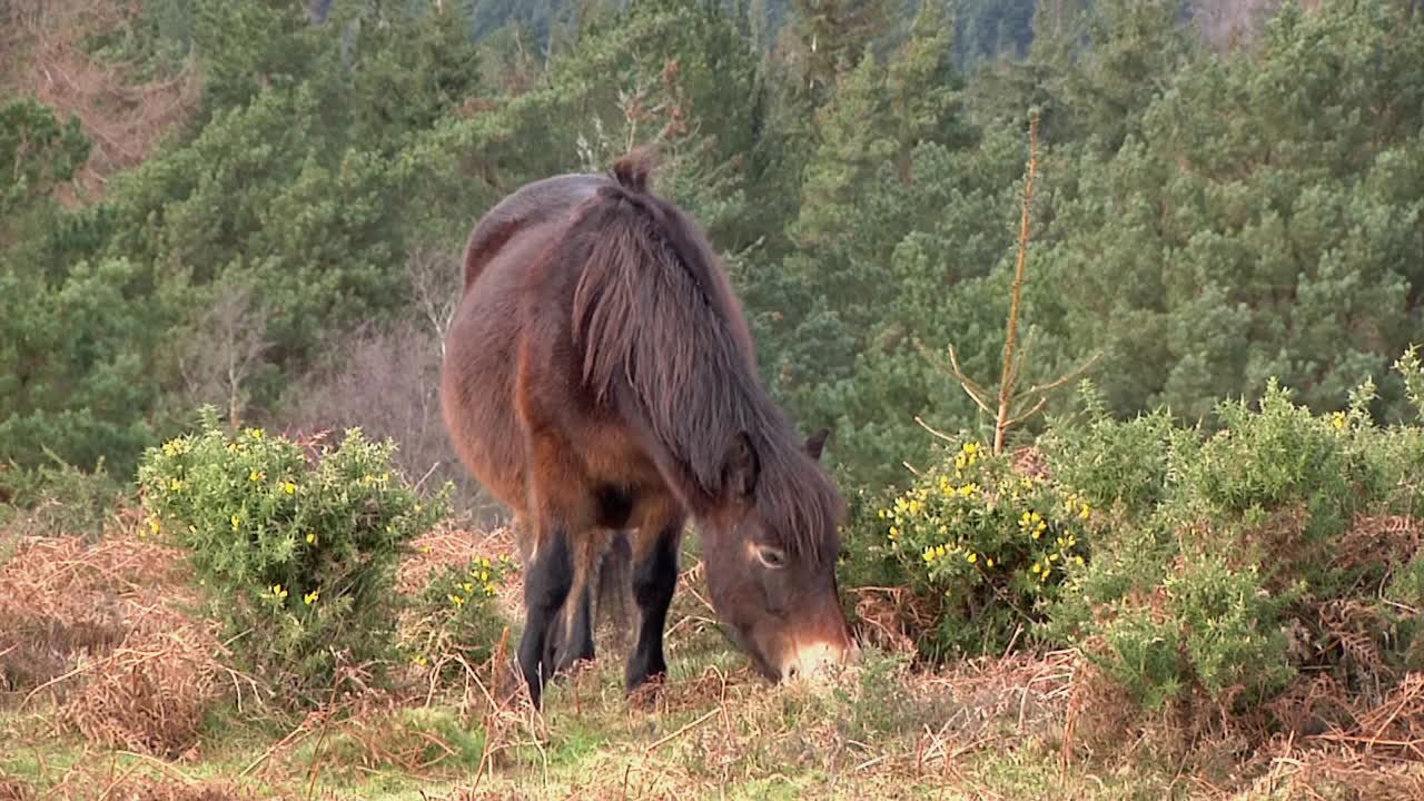 Exmoor Pony. Somerset, England. UK