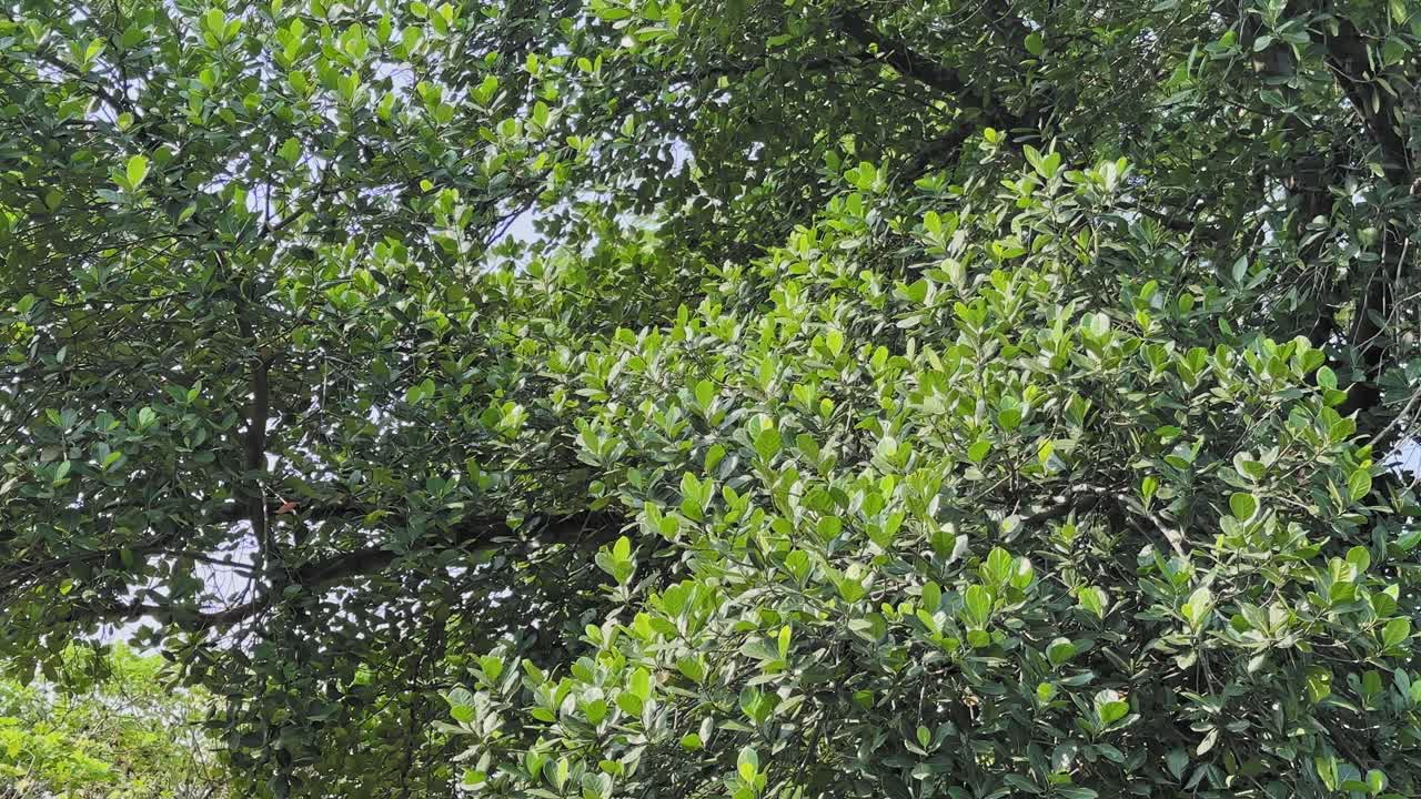 Static shot showing dense green jackfruit tree foliage with thick branches layered across the frame under bright daylight, forming a rich textured natural canopy