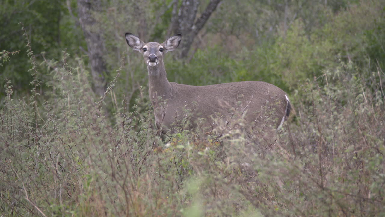 ciervos en la naturaleza