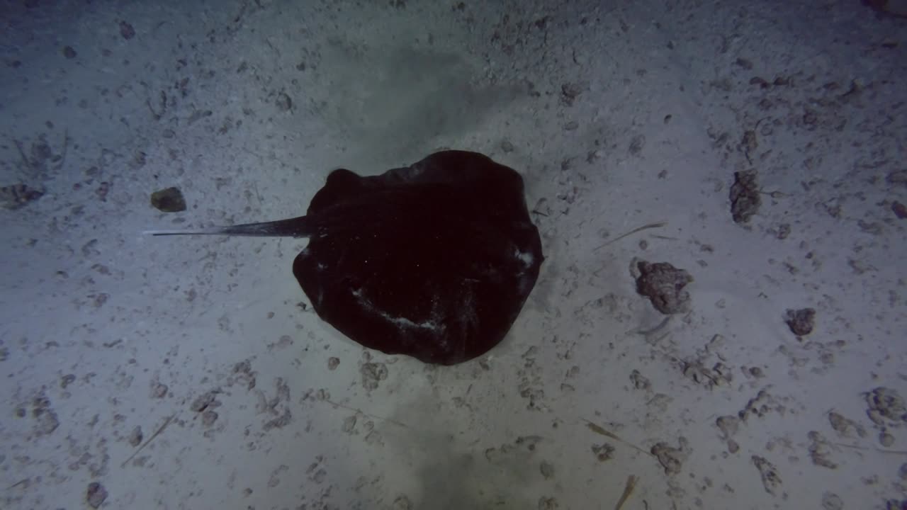 Round ribbontail ray swim over sandy bottom in the night