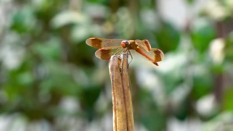 petardo skimmer naranja libélula encaramado en podredumbre planta seca y moviendo la cabeza alrededor, macro de primer plano 4k