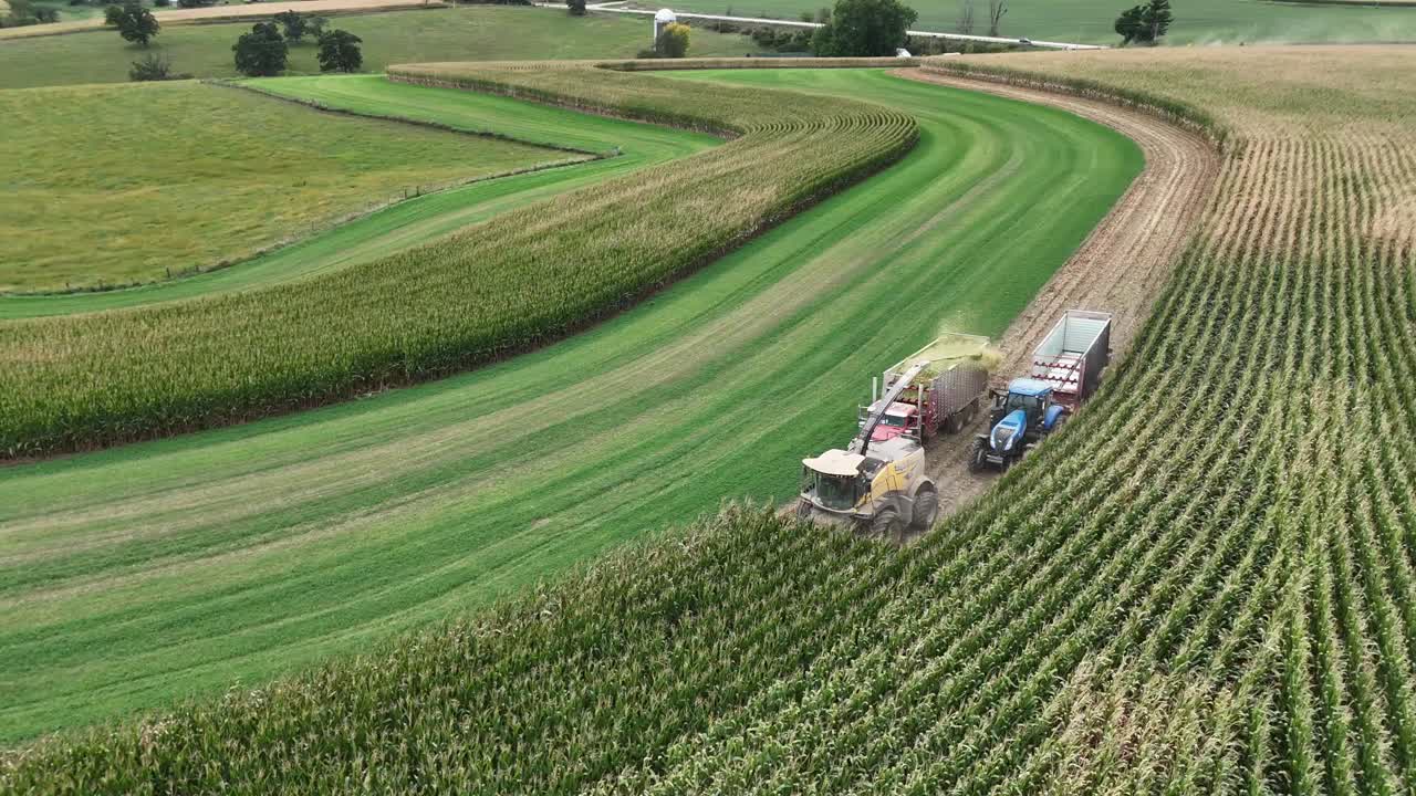Utilizzando una trinciaforaggi, il mais viene trinciato per l'insilato e raccolto in rimorchi aperti in un campo agricolo a contorno nel Wisconsin sudoccidentale
