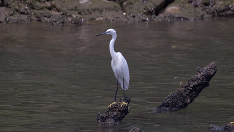 una hermosa garceta blanca encaramada en una rama de árbol caída en el agua del río - cerrar