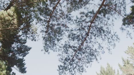 General-view-of-forest-with-trees,-branches-and-blue-sky,-slow-motion