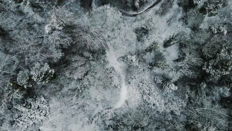 rising top down aerial view of beautiful snowy forest scene in winter