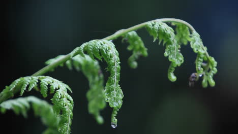 Regen-Fällt-Auf-Einen-Farn